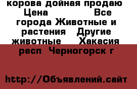 корова дойная продаю › Цена ­ 100 000 - Все города Животные и растения » Другие животные   . Хакасия респ.,Черногорск г.